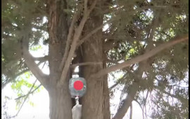 Şəhərin mərkəzində zibil qabı kimi istifadə olunan ağaclar  VİDEO  FOTO