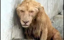 Zooparkda çəkilən görüntülər təəccüb doğurur  Şir niyə bu hala düşüb?