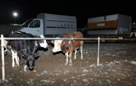 Bu rayonda heyvan bazarında nöqsanlar aşkarlandı 