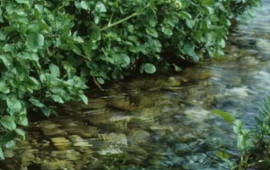 Nə çuğundur, nə brokoli, nə də ispanaq: Dünyanın ən sağlam tərəvəzi açıqlandı