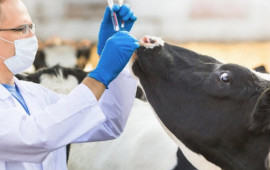 Fermerləri aldadan saxta dabaq dərmanı istehsalçıları ifşa olundu