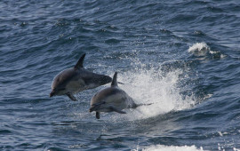 Britaniyada delfinlərin quş qripi virusundan öldüyü məlum olub 