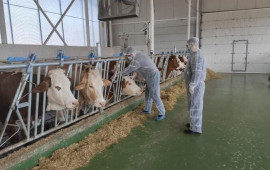 Azərbaycana 5,2 milyon doza dabaq peyvəndi gətiriləcək