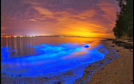 ULDUZLAR DƏNİZİ: parıladayan mavi dalğaların SİRRİ  VİDEO  FOTO