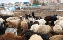 Bu heyvan bazarları fəaliyyət göstərməyəcək 