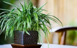 Kif və tozu aradan qaldırır  Bu otaq bitkisi evinizdəki havanı təmizləyəcək