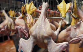 Bu toyuqları almayın   A&Ccedil;IQLAMA