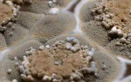 Evdə nəmlik və kifə qarşı 7 effektli bitki  Ekspert məsləhəti ilə