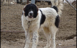 Balakəndə çoban iti 83 yaşlı kişini parçalayıb öldürdü