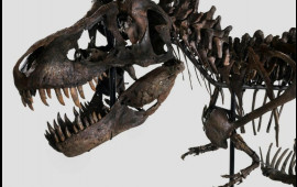 67 milyon illik dinozavr skeleti hərraca çıxarılıb  FOTO
