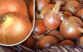 Soğanların yazadək c&uuml;cərməməsi &uuml;&ccedil;&uuml;n sadə &uuml;sul