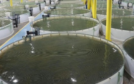 Köhnə təsərrüfatlar dirçələcək?