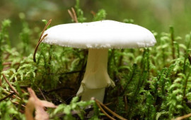 D&uuml;nyanın ən zəhərli g&ouml;bələyi daha da &ouml;l&uuml;mc&uuml;l olur: "&Ouml;l&uuml;m Mələyi" mutasiyaya uğrayıb