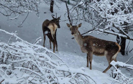 Şahdağ Milli Parkının qış mənzərəsi 