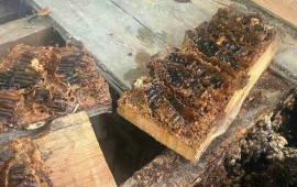 Arılar britaniyalı ailənin evini nəhəng pətəyə çevirdi  FOTO