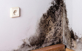 Məhlulu divara çəkin və 20 dəqiqəyə kif tamamilə yox olur