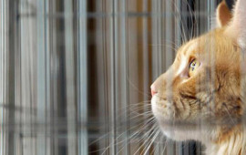 Elm d&uuml;nyasında inqilab: Pişiklər xər&ccedil;əng m&uuml;alicəsində a&ccedil;ar rolunu oynaya bilər