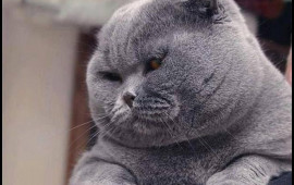 2 milyon pişiyi öldürəcəklər  Quşları yeyir deyə