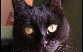 Məşhur pişik yemi qusma, halsızlıq, tük tökülmə, güclü qaşınma, qaraciyərböyrək problemi yaradır 