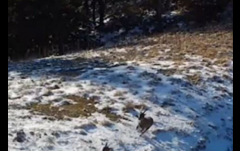 Dağ keçilərini ovlayan vaşaqın görüntüləri  VİDEO