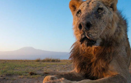 Dünyanın ən yaşlı aslanı öldürüldü