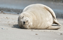 Xəzər sahilində 112 ölü suiti aşkarlanıb