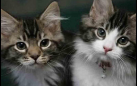 Pişik bələdiyyə sədrinin başına "oyun açdı" 