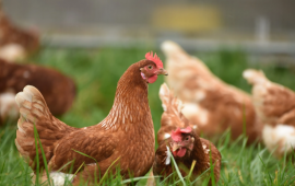 Ev quşları arasında naməlum xəstəlik yayılıb  A&Ccedil;IQLAMA