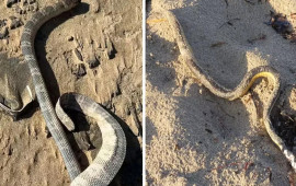 Qiyamət əlaməti  birbir sahilə çıxırlar 