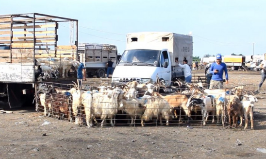 Qurbanlıq heyvanların QİYMƏTİ neçəyə olacaq? 