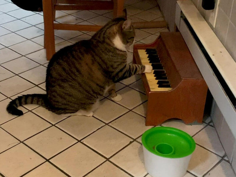 Pişik yeməyə görə pianino çalmağı öyrəndi  VİDEO