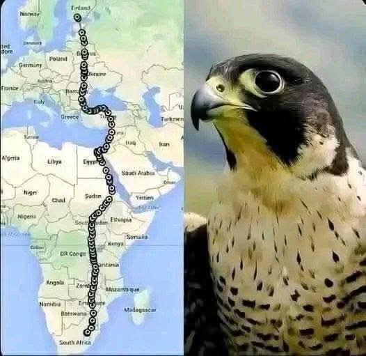 Bir şahin, iki qitə, 42 gün  Dünya bu hadisədən danışır