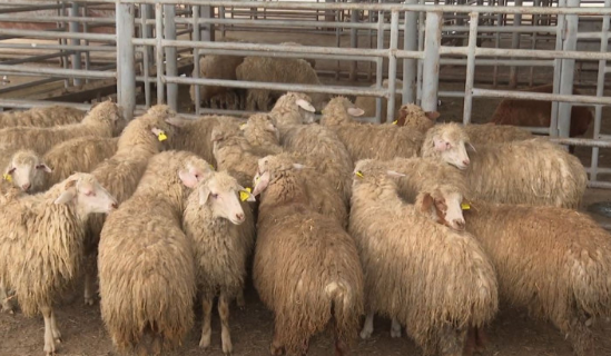 Qurban bayramına sayılı günlər qalıb... 