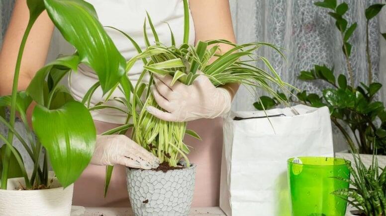 Sinirləri sakitləşdirməyə kömək edən ən yaxşı çiçəklər: Ev hüzurla dolur