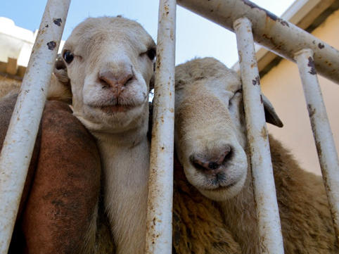 Kimlər qurban kəsə bilər? 