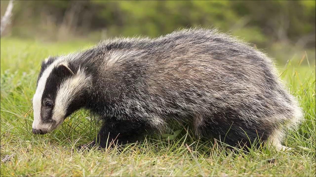 Porsuğu taxta ilə &ouml;ld&uuml;r&uuml;b ətini yeyən qazi CƏRİMƏLƏNDİ