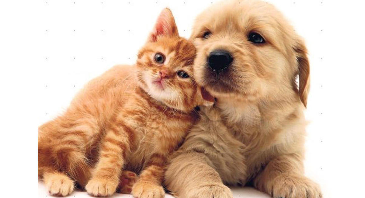 Sahibinin stressi heyvanlarda ürək problemlərinə səbəb olur