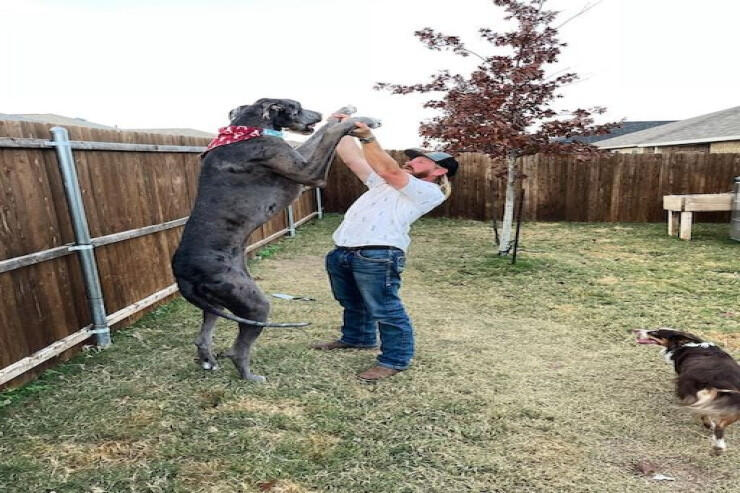 Dünyanın ən böyük iti öldü  FOTO