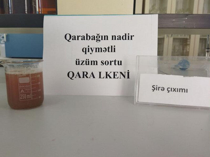 Qarabağın nadir üzüm sortları yenidən