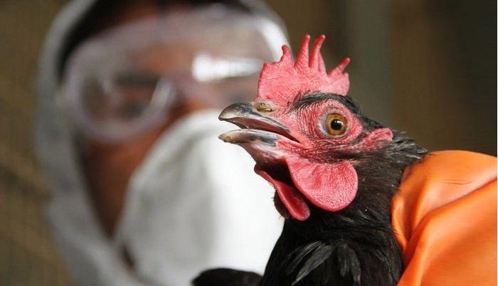 Qida Təhl&uuml;kəsizliyi Agentliyindən quş qripi ilə bağlı VACİB XƏBƏR