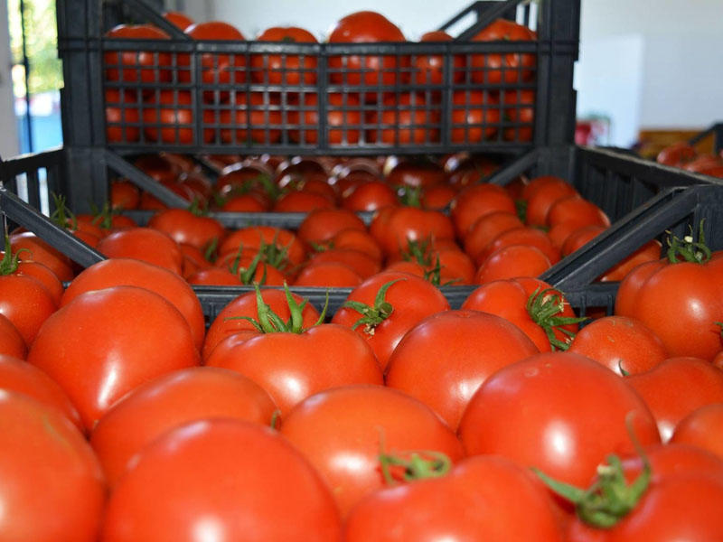 "Vasmoy" bazarında qəribə fırıldaq  Pomidorun qırmızı görünməsi üçün görün nə edirlər