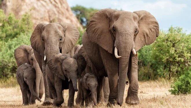 Hindistanda dəhşət: Fillər kəndlərə h&uuml;cum etdi, &ouml;lənlər var