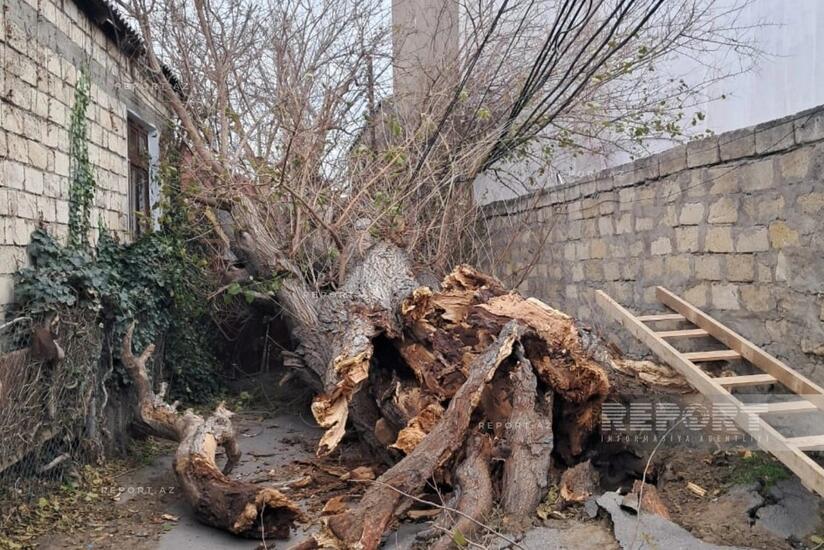 Bakıda g&uuml;cl&uuml; k&uuml;lək ağacı elektrik xəttinin &uuml;zərinə AŞIRDI 