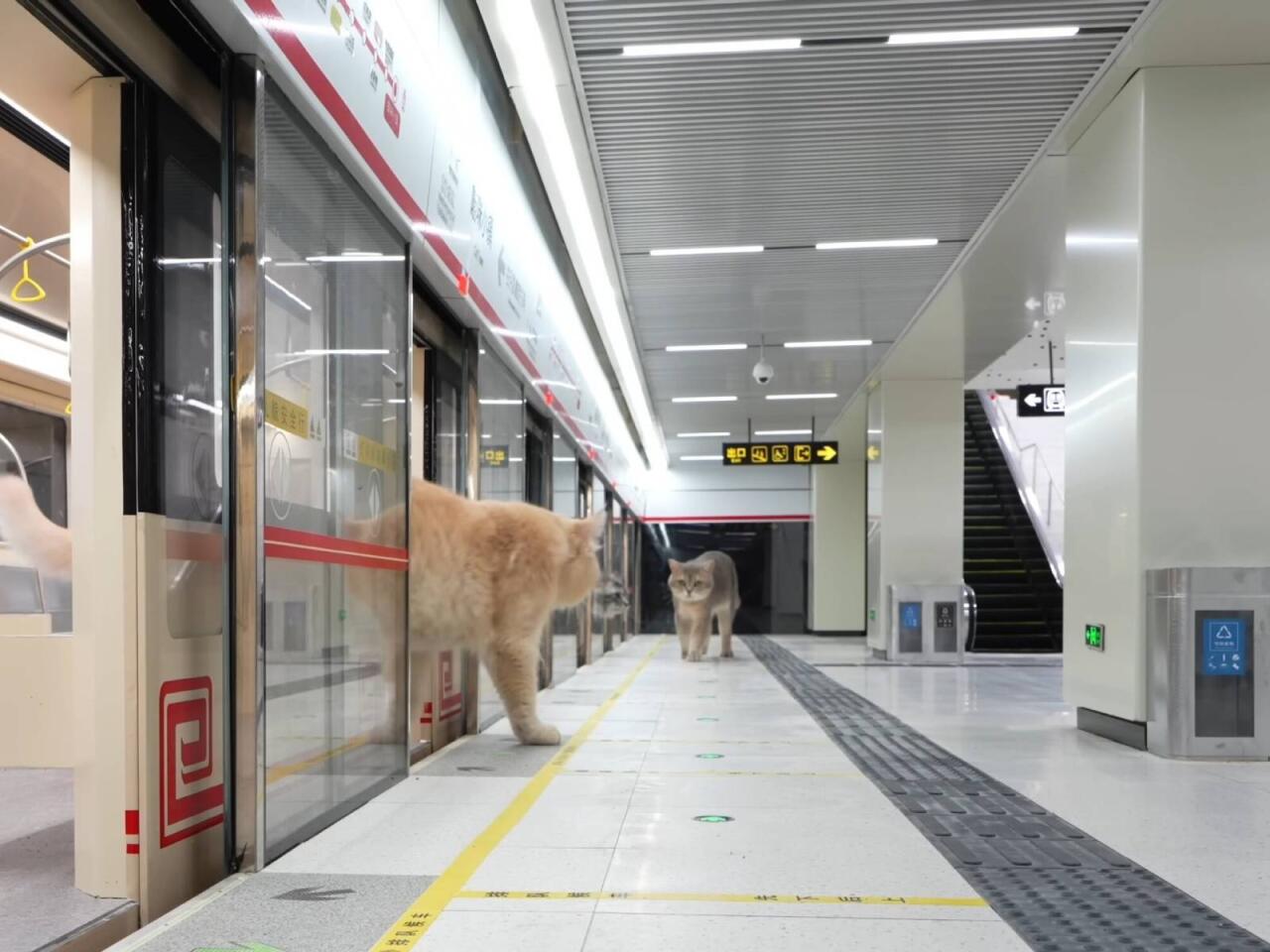 Pişiklər üçün metro inşa etdi  VİDEO