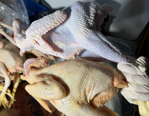 Sintetik maddə ilə rəngləyib "kənd &ccedil;olpası" adı ilə satırmışlar 