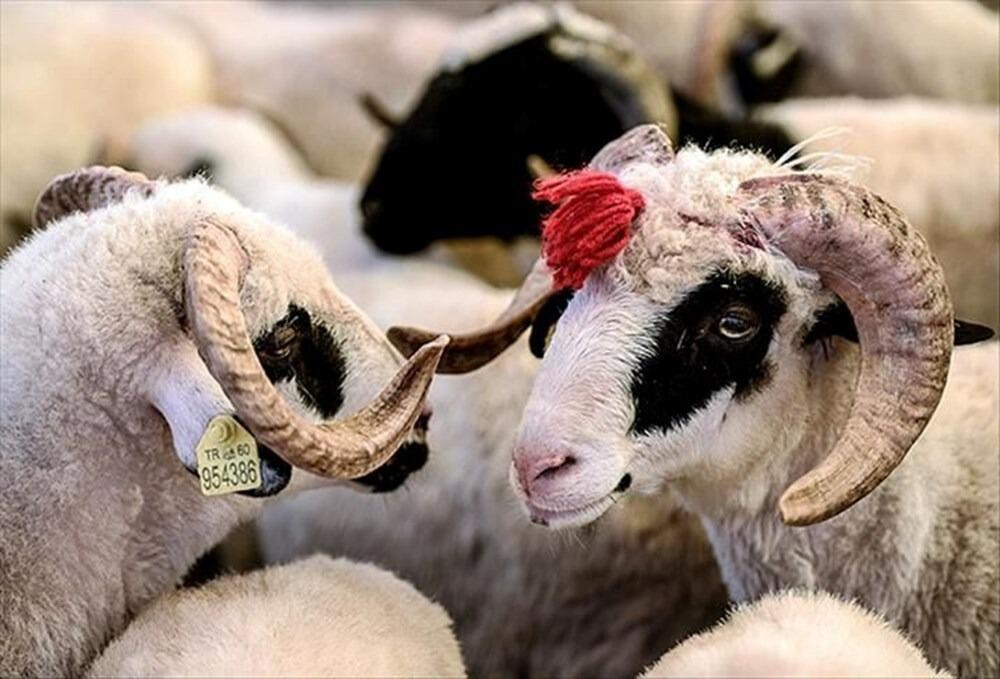Qurban bayramı ilə bağlı fətva verildi