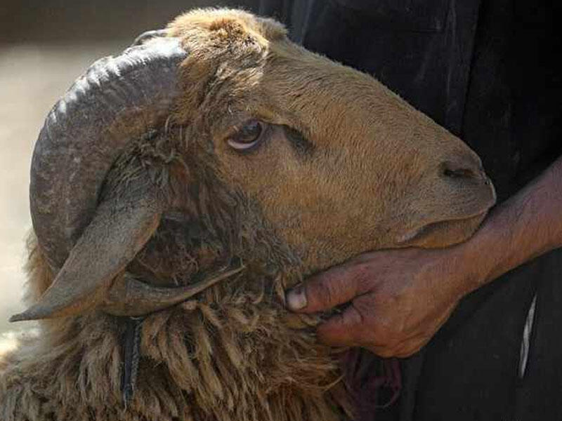 Nəzir dediyim qurbanın ətindən özüm də yeyə bilərəm?