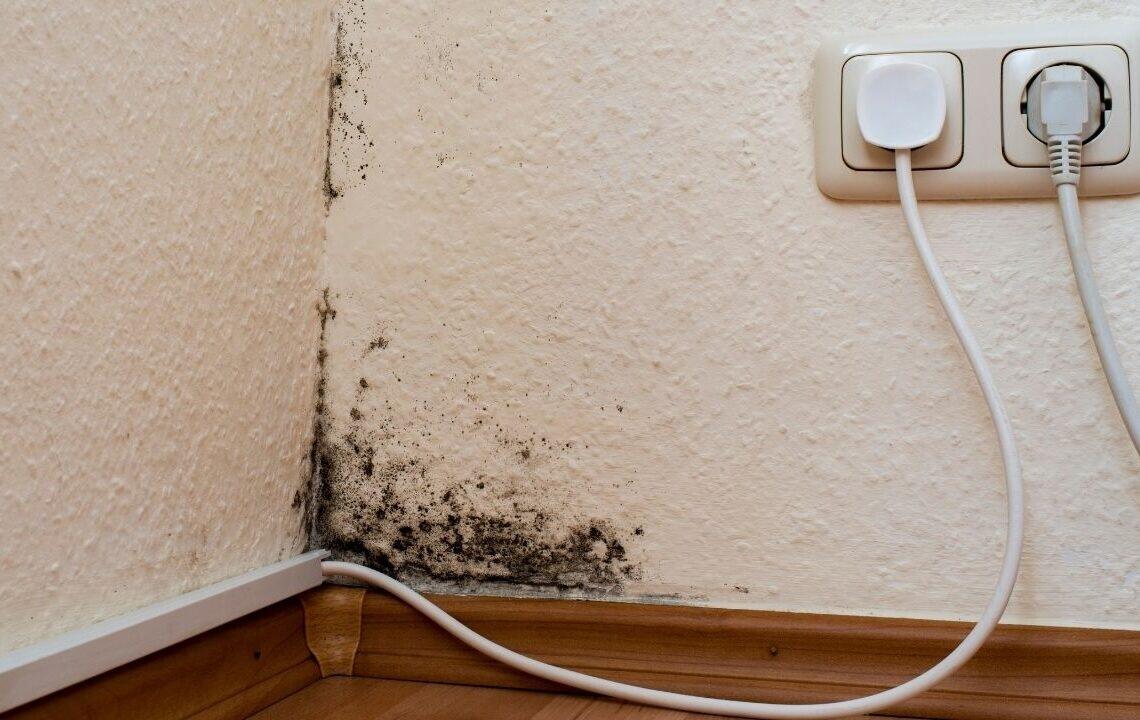 Evinizdəki kifin səbəbi məlum oldu  Dərhal yerini dəyişdirin