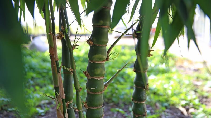 "Bambuk yemək həzm sistemini g&uuml;cləndirir"