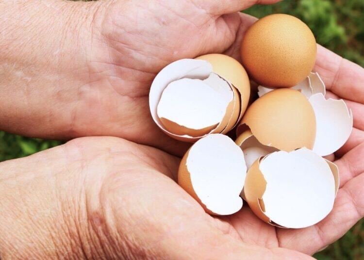 Yumurta qabıqlarını atmayın: B&ouml;y&uuml;k xərcdən xilas olun